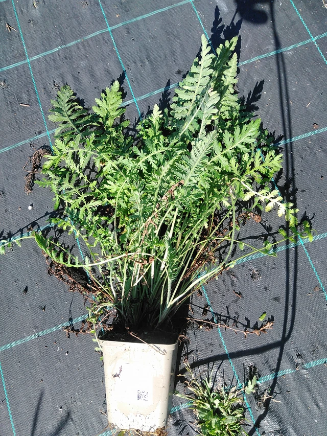 Siankärsämö Parkers Varietät - 19. 8. 2025