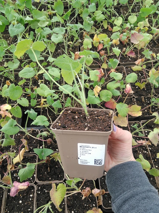 Kesäkuuruoho valkoinen - 9. 6. 2025