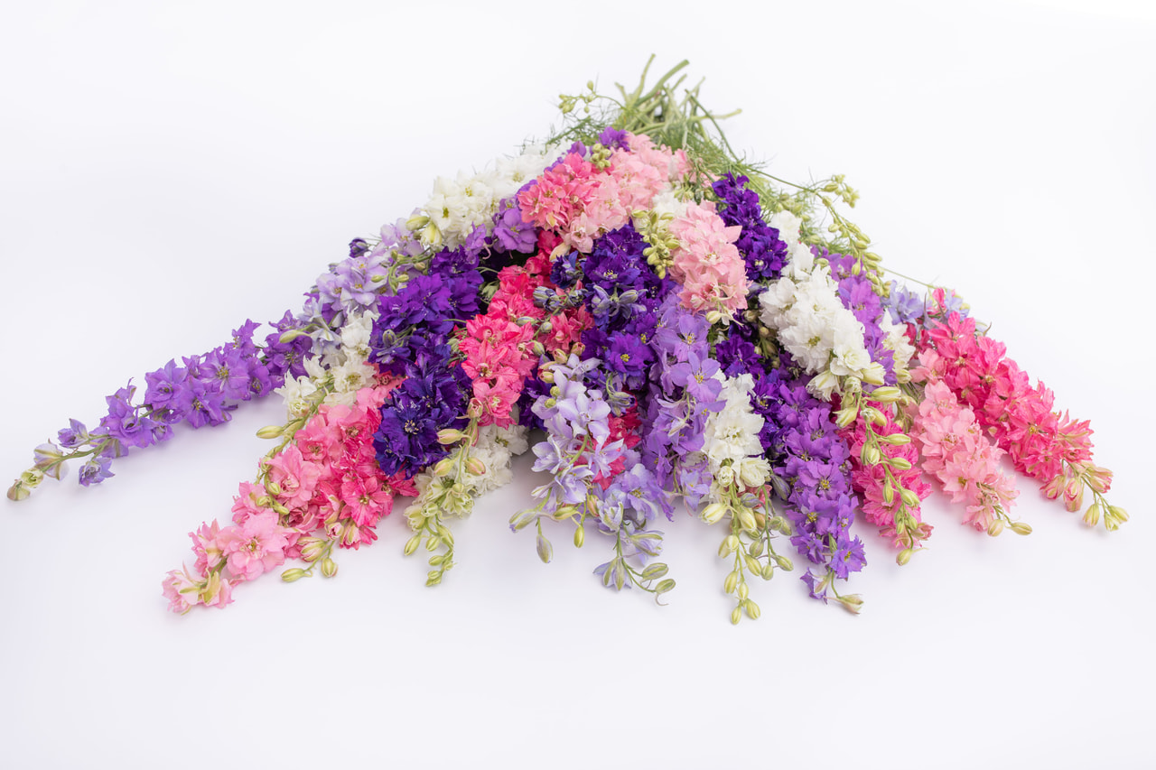 Espuela de caballero Discover Mix, Loukykvět