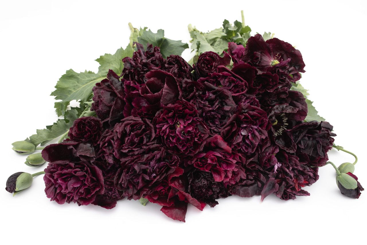 Pæonvalmue Black, Loukykvět