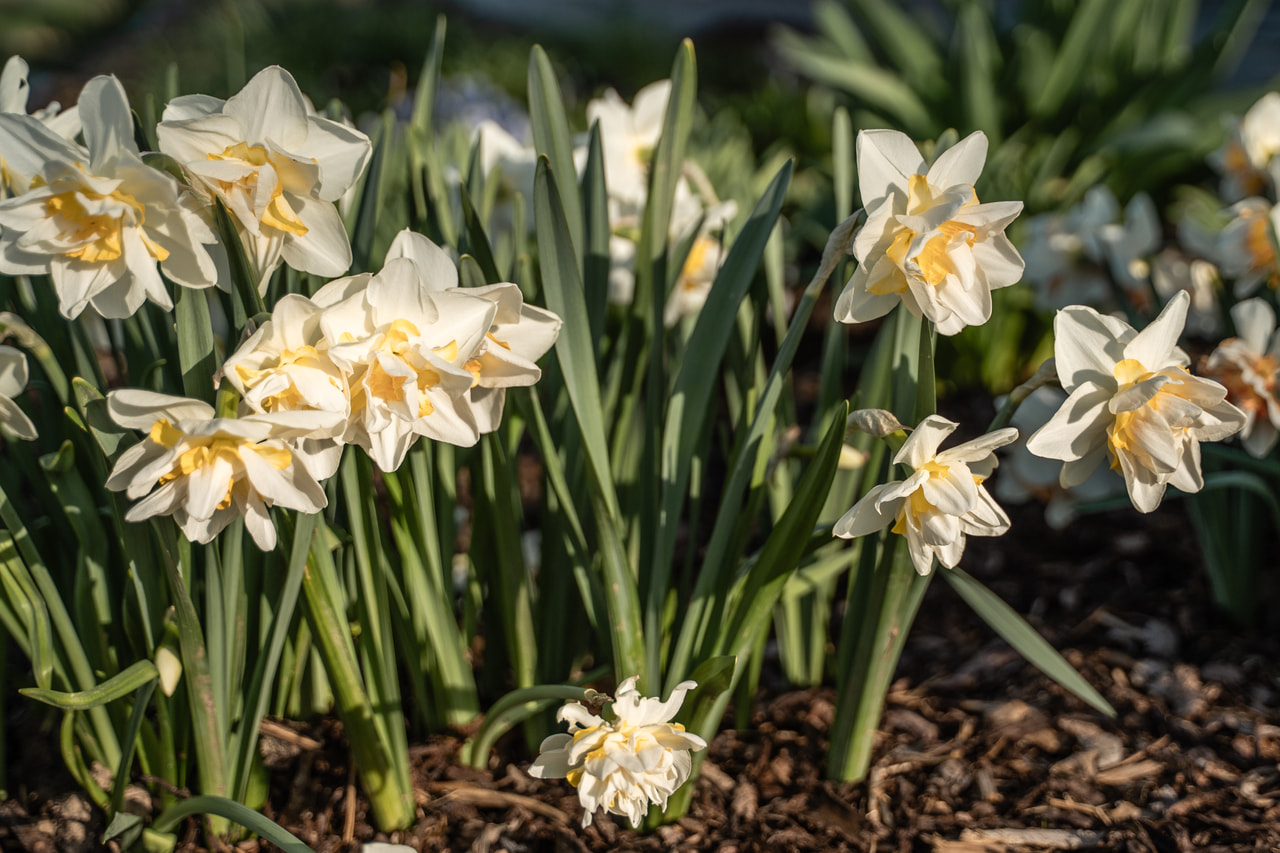 Narsissi White Lion, Loukykvět