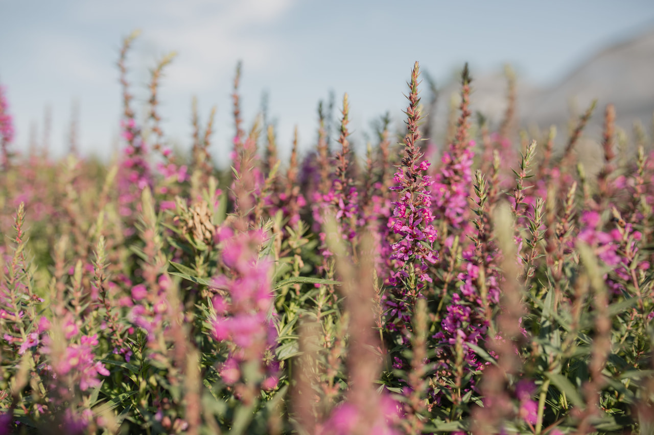 Rantakukka Lady Sackville, Loukykvět