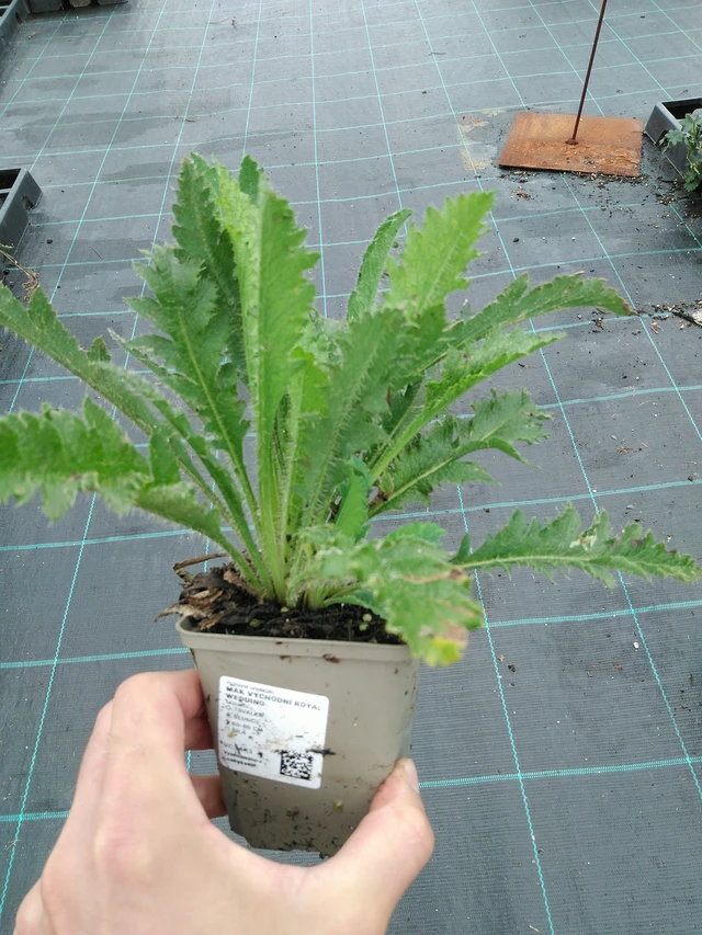 Idänunikko Royal Wedding - 28. 7. 2025