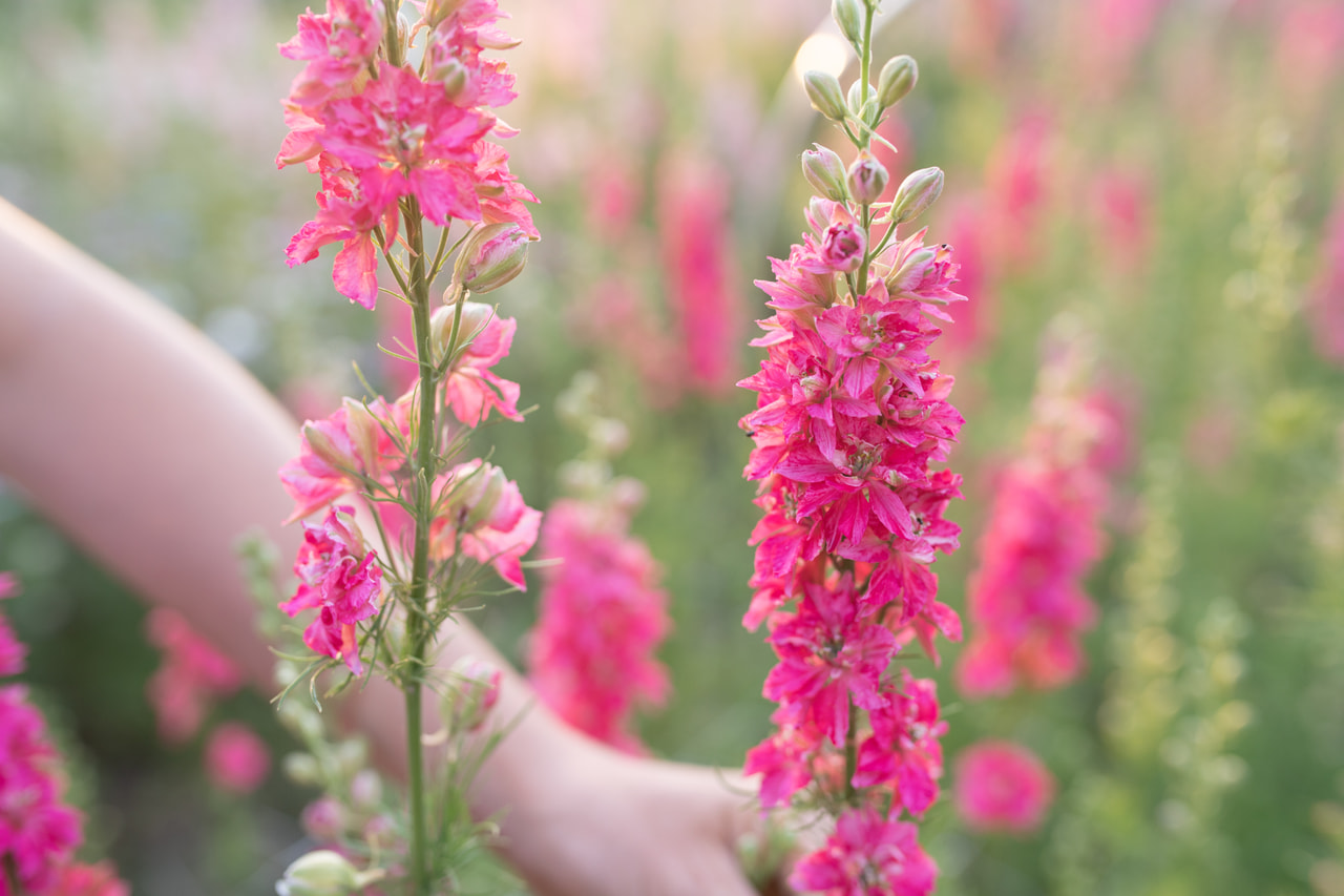 Larkspur QIS Carmine, Loukykvět