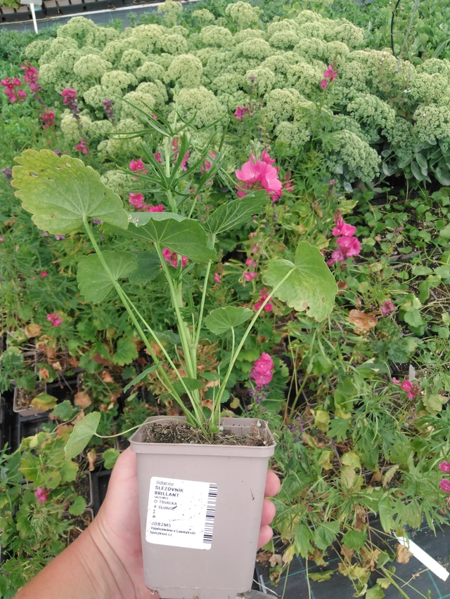 Sidalcea Brilliant - 2024