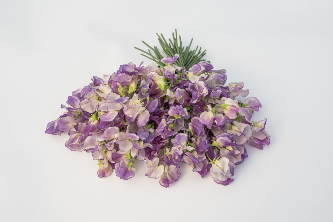 Sweet Pea Blue Ripple, Loukykvět