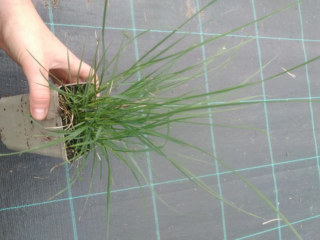 Herbe aux écouvillons Hameln - 17. 7. 2025