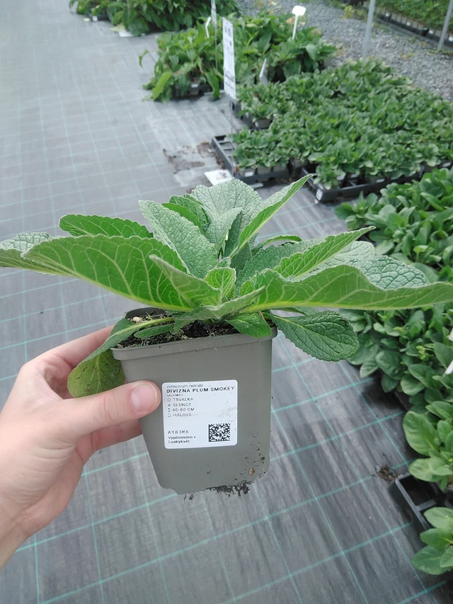 Kongelys Plum Smokey - 2. 6. 2026