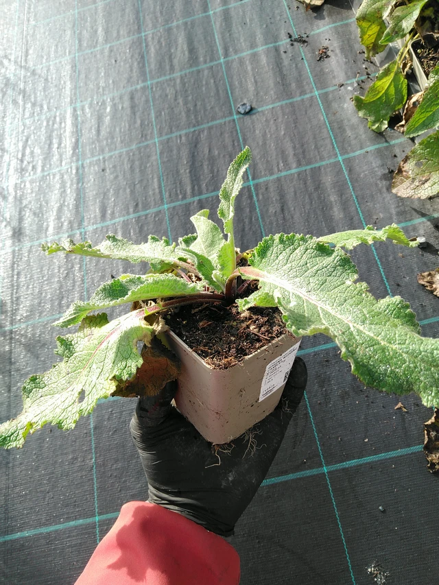 Verbascum Wedding Candles - 31. 10. 2025