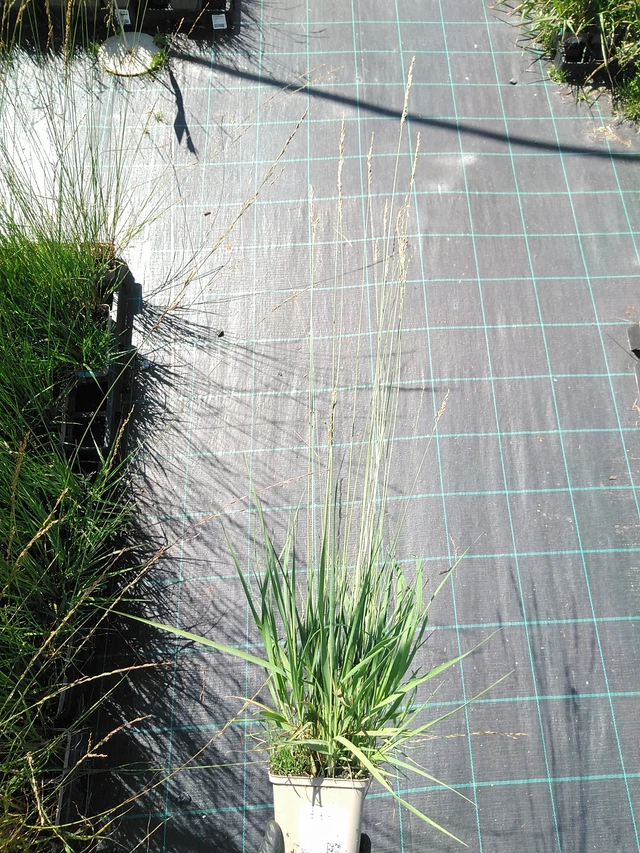 Siniheinä Heidebraut - 19. 8. 2025