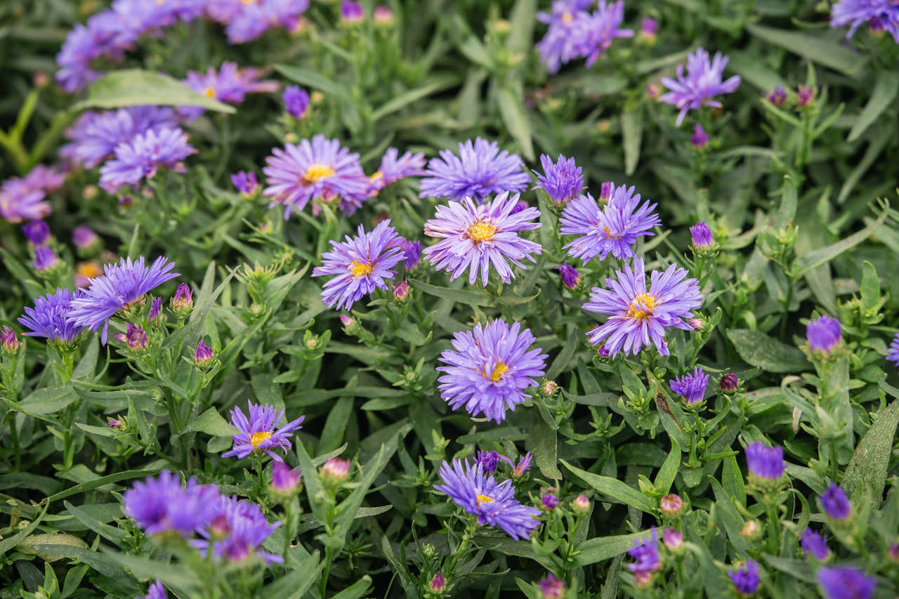Aster novi-belgii Marie Ballard, Loukykvět
