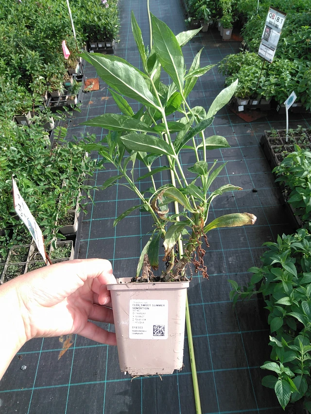 Syysleimu Sweet Summer Sensation - 11. 7. 2025