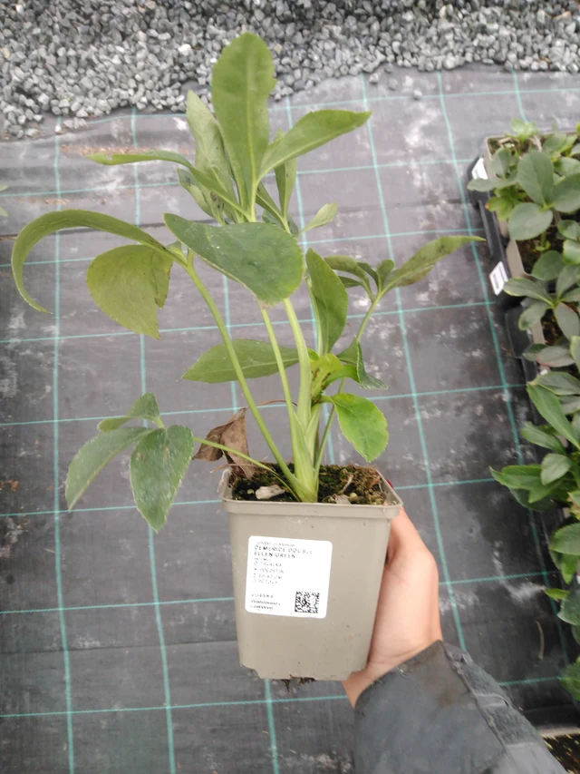 Jouluruusu Double Ellen Green - 10. 9. 2025