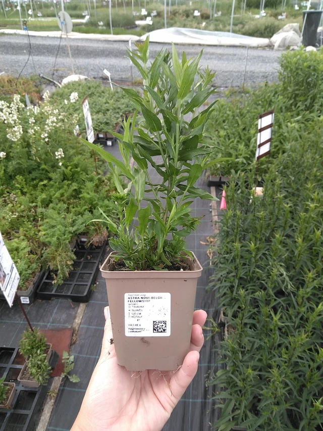 Syysasteri Fellowship - 11. 7. 2025