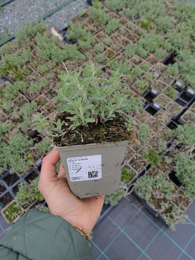 Kissanminttu Senior - 21. 4. 2026