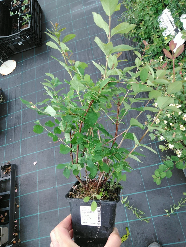 Symphoricarpos Magical Avalanche - 28. 7. 2025