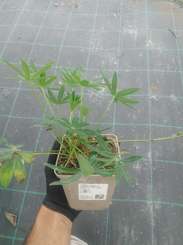 Lupiini Band of Nobles Fräulein - 10. 9. 2025