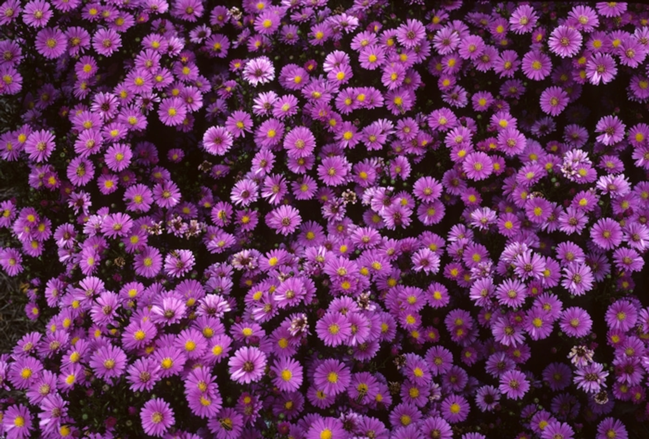 Syysasteri Elta, Loukykvět