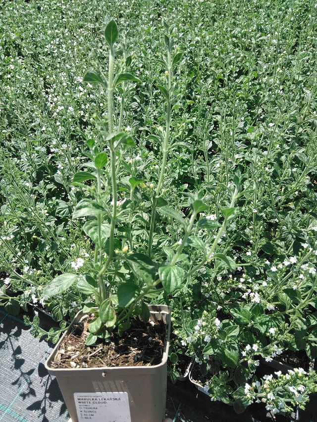 Käenminttu White Cloud  - 24. 6. 2025