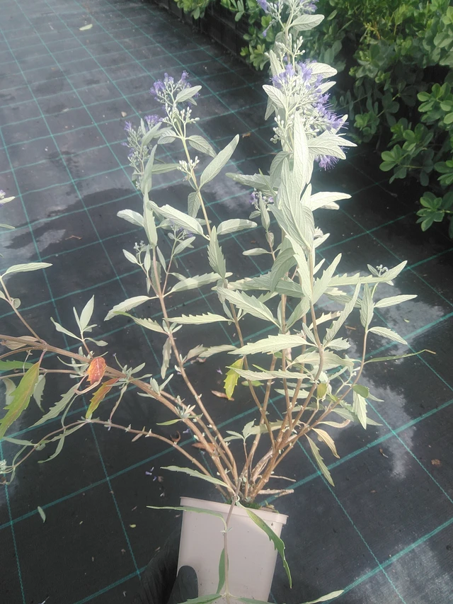 Caryopteris Heavenly Blue - 10. 9. 2025