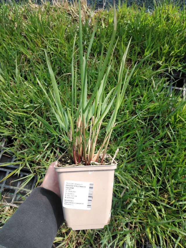 Panicum Squaw - 13. 5. 2025