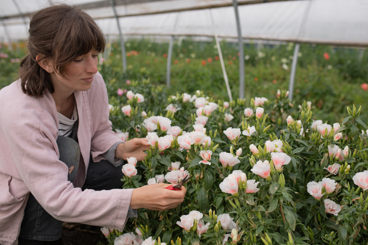 Clarkia Grace Shell Pink, Loukykvět