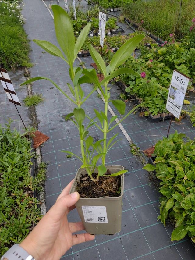 Komeapunikki Rosato Rose Pink - 10. 9. 2025