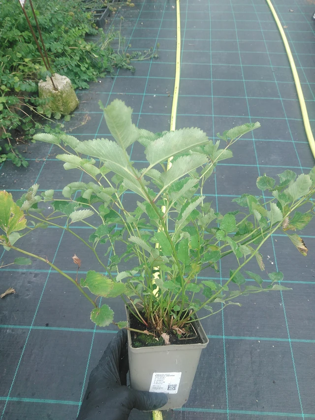 Japaninluppio - 10. 9. 2025