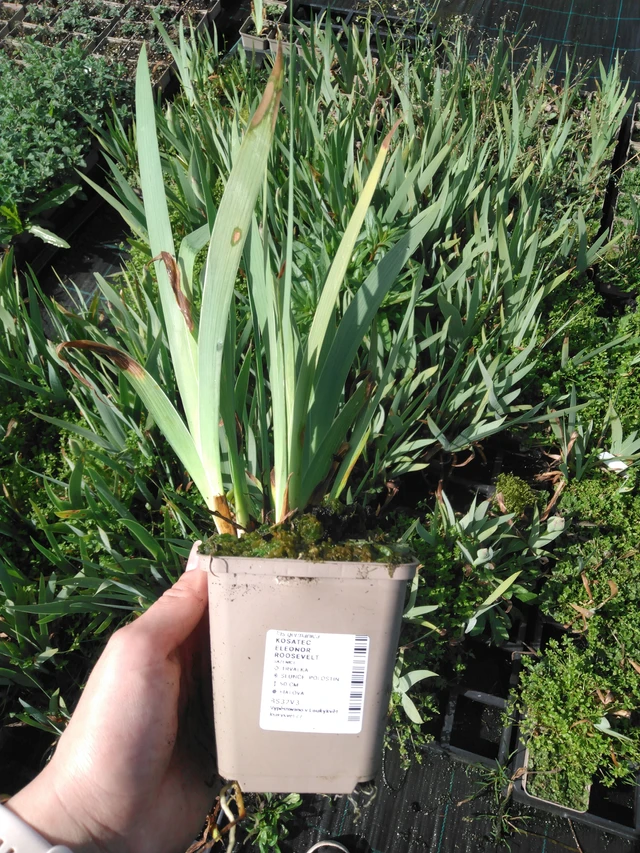 Kurjenmiekka Eleonor Roosevelt - 2024