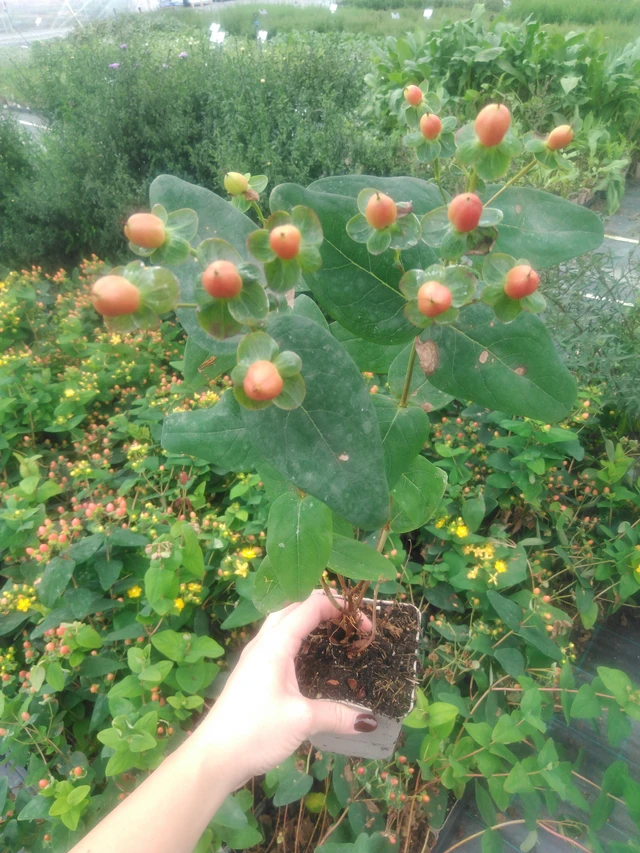 Hipérico Globo Coral - 2024