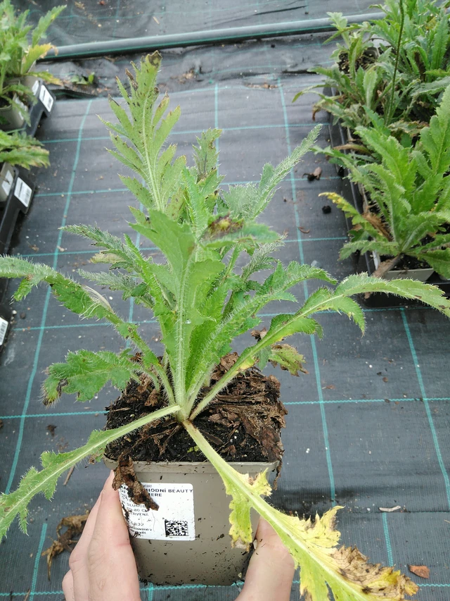 Idänunikko Beauty of Livermere - 28. 7. 2025