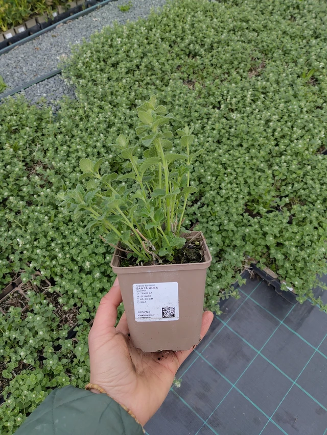 Kissanminttu Alba - 21. 4. 2026