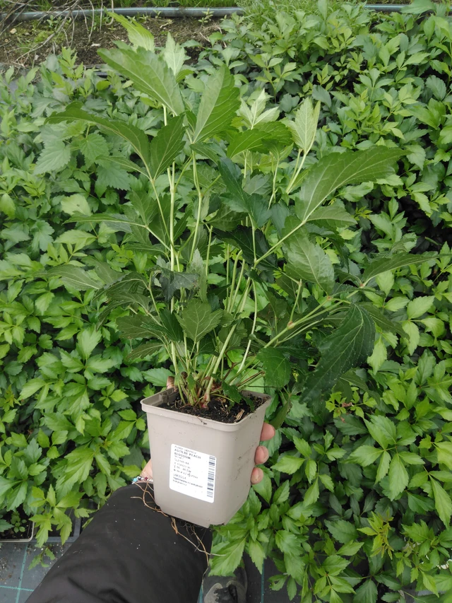 Jaloangervo Peach Blossom - 2024