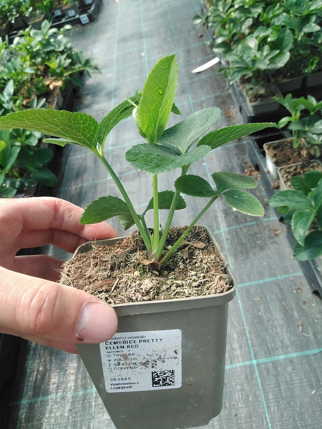 Jouluruusu Pretty Ellen Red - 24. 6. 2025