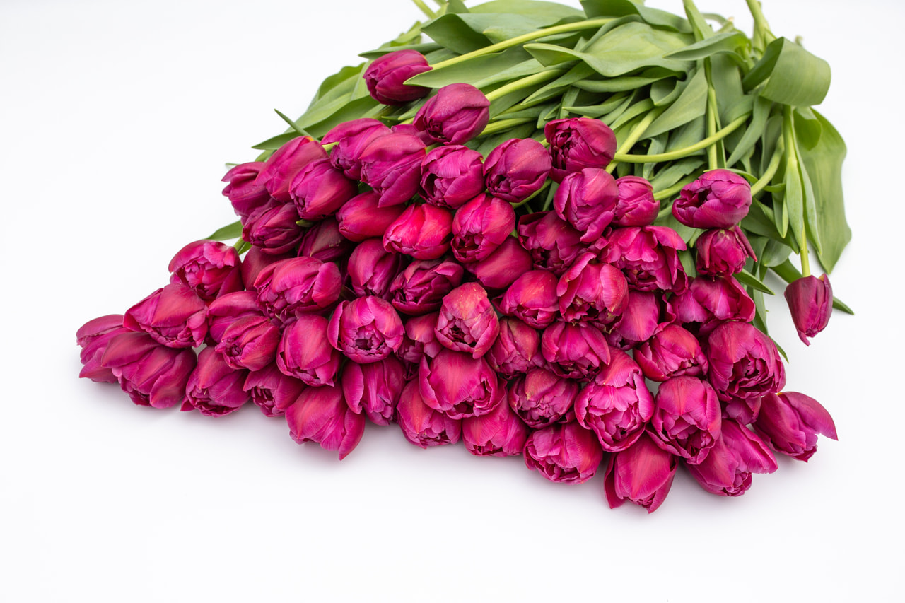 Tulppaani Margarita, Loukykvět