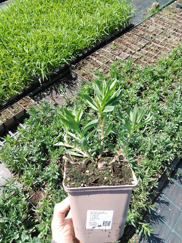 Morsiusharso Perfecta - 13. 5. 2025