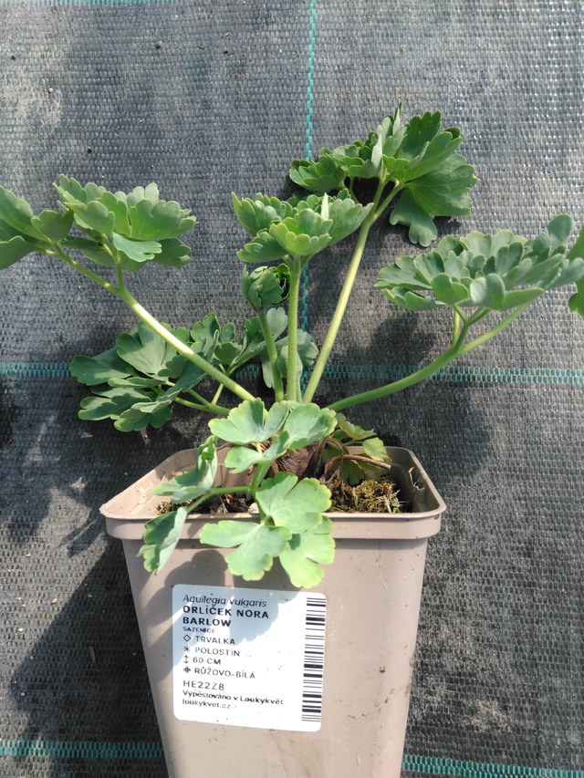 Lehtoakileija Nora Barlow - 3. 4. 2025