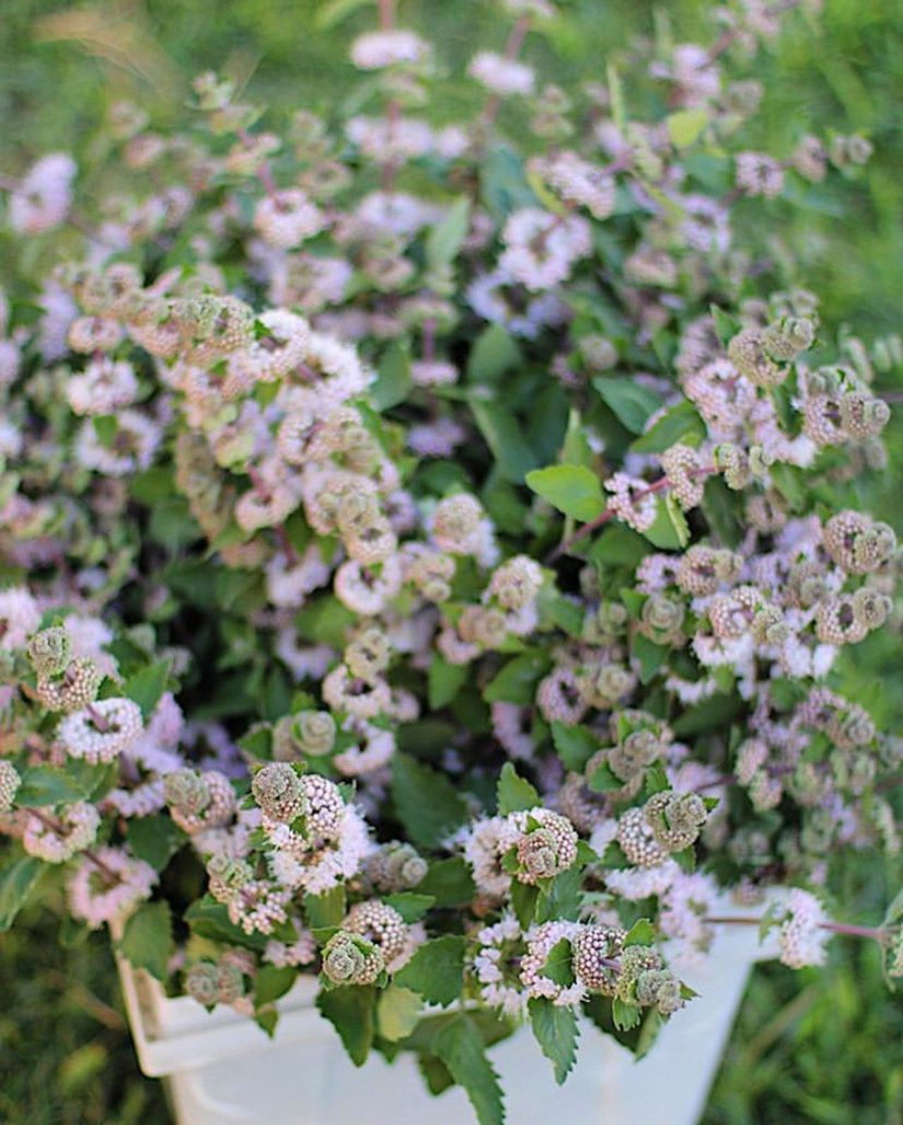 Caryopteris Pagoda Blush, Loukykvět
