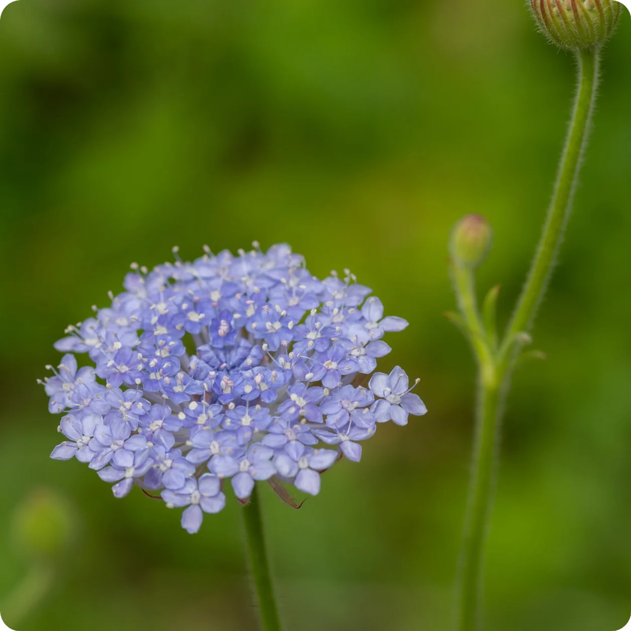 Didiscus Lacy Blue, Loukykvět