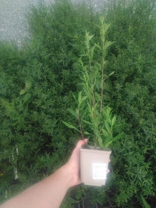 Syysasteri Fellowship - 2024