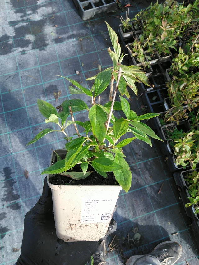 Syyshortensia Phantom - 31. 10. 2025