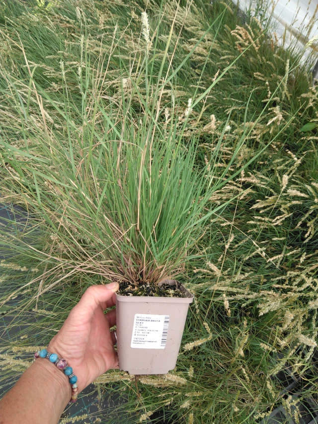 Tähkähelmikkä Silky - 2024