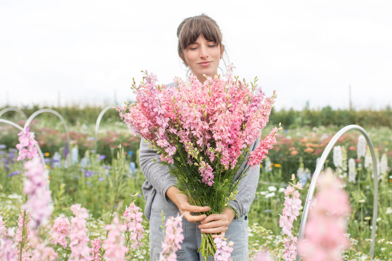 Larkspur QIS Light Pink, Loukykvět