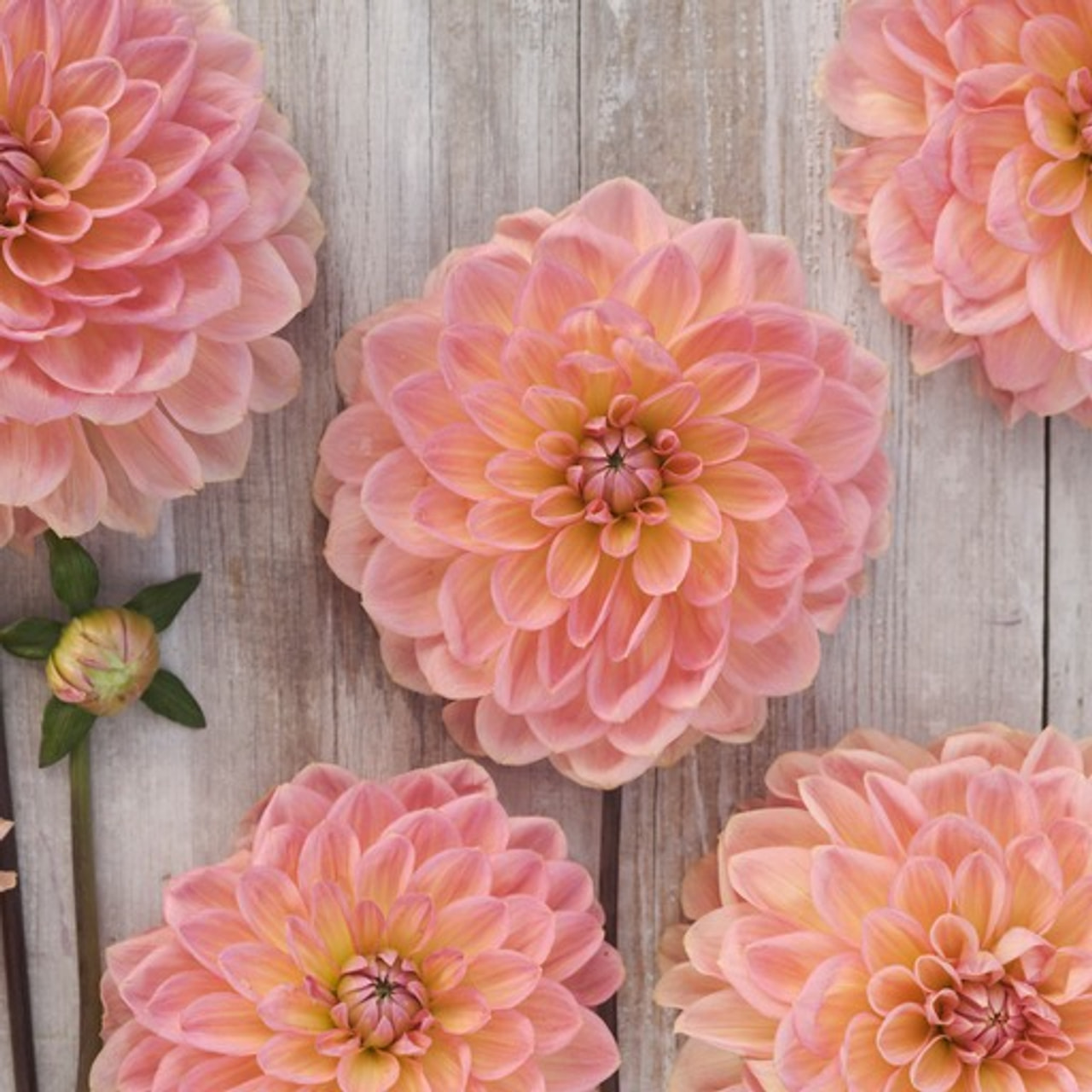 Daalia Bestseller, Loukykvět