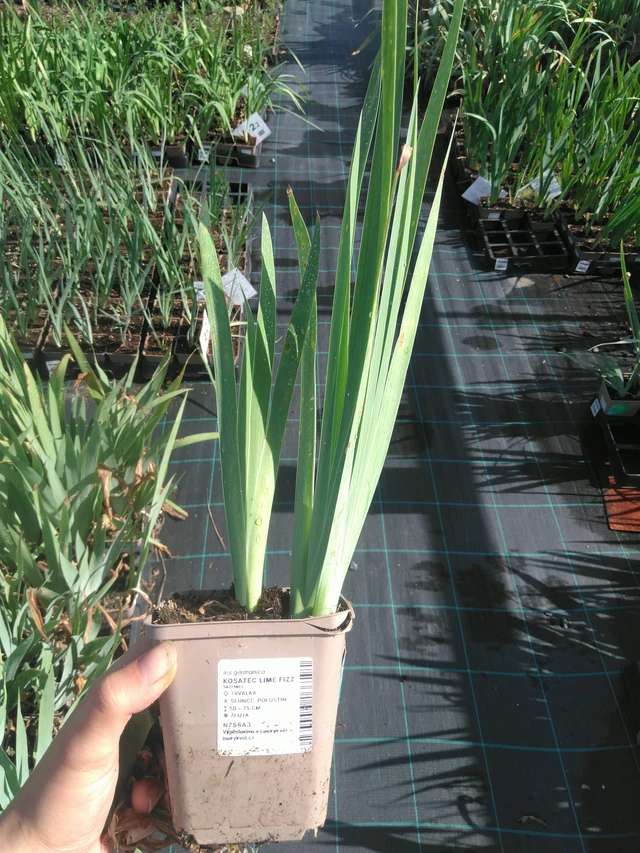 Kurjenmiekka Lime Fizz - 11. 7. 2025