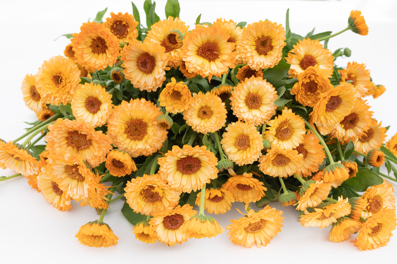 Marigold Pink Surprise, Loukykvět