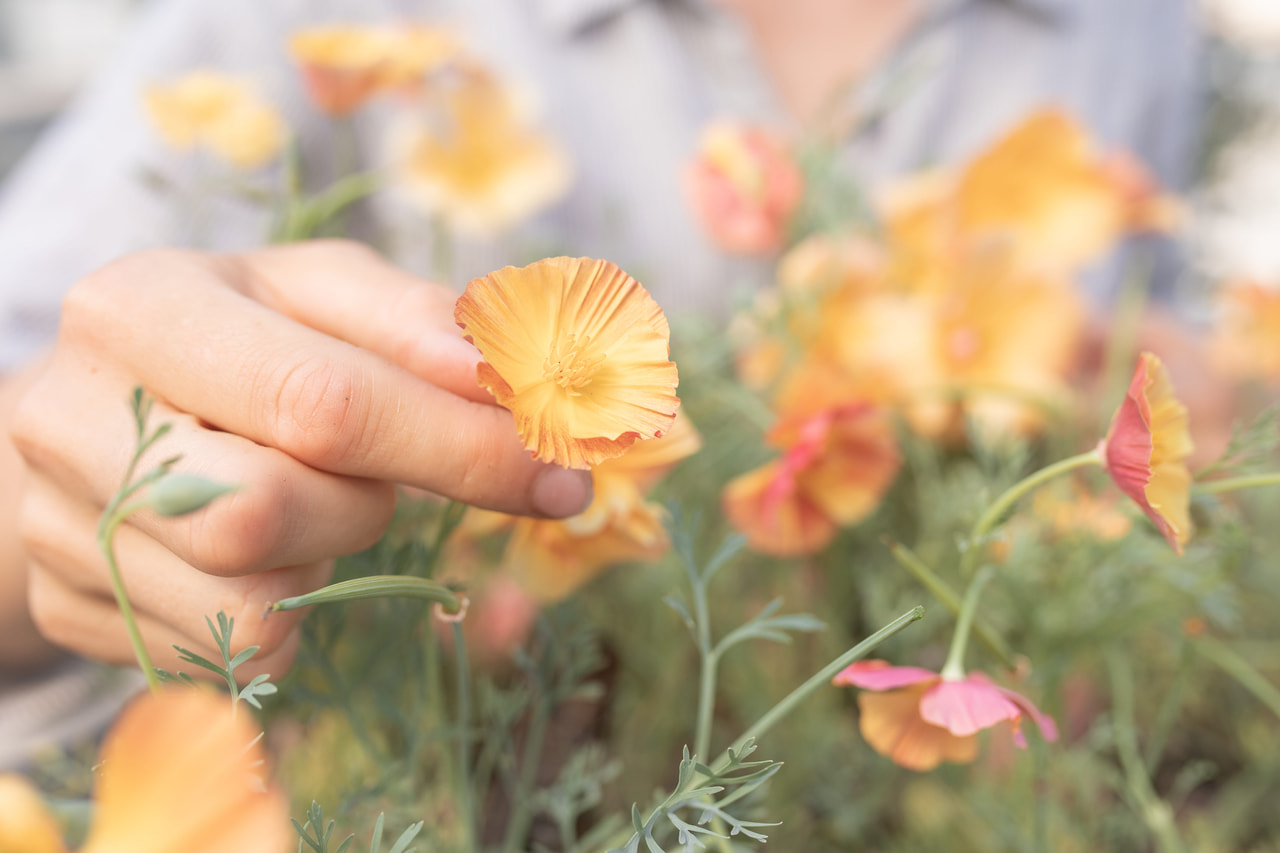 California Poppy Apricot Chiffon, Loukykvět