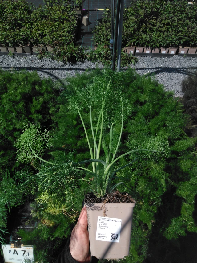 Fenkoli Green - 13. 5. 2025