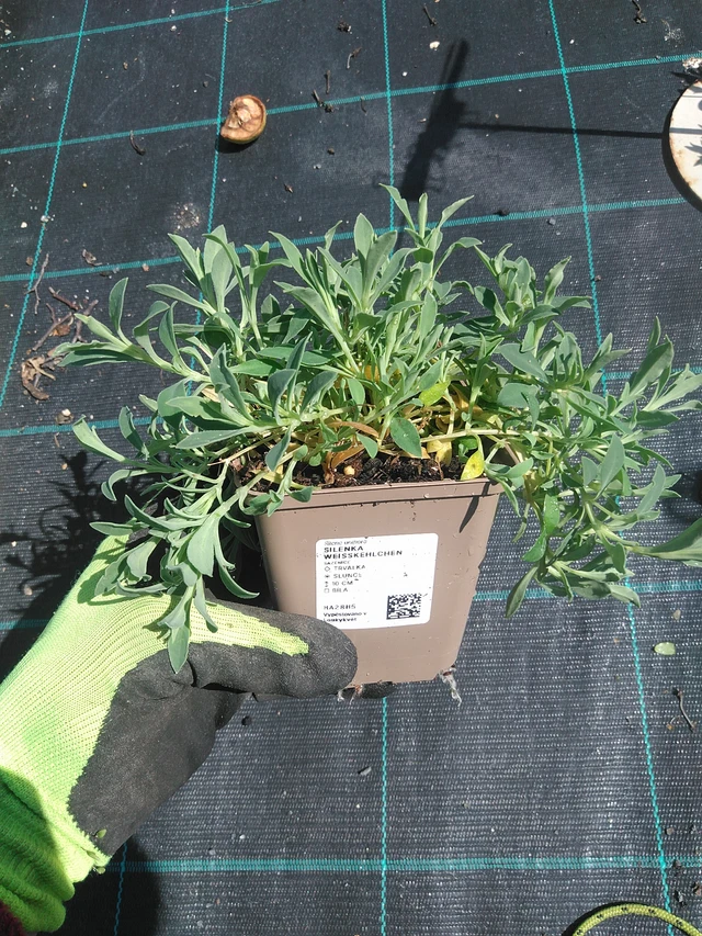 Kohokki Weißkehlchen - 4. 8. 2025