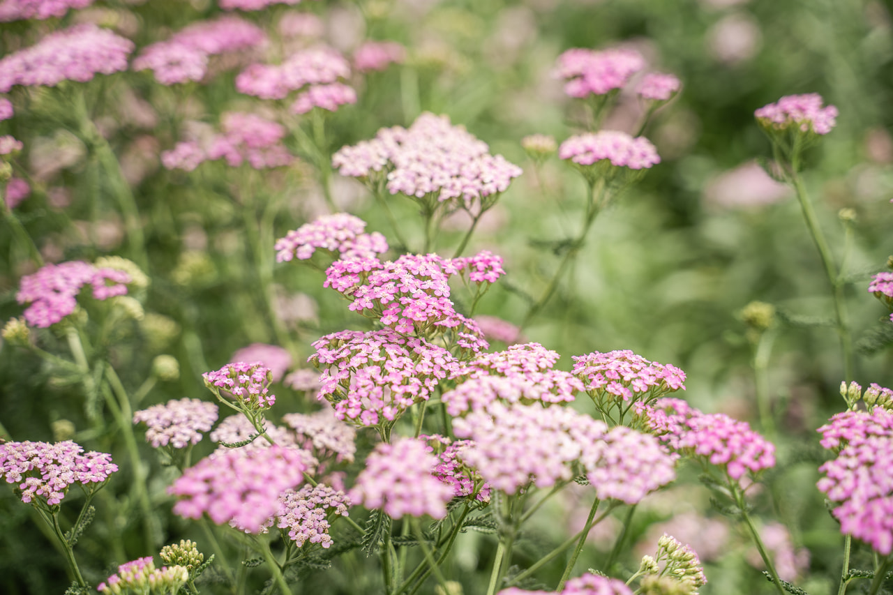 Siankärsämö Lilac Beauty, Loukykvět